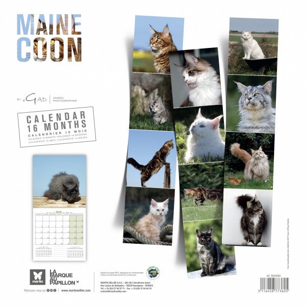 CALENDRIER chat 2025 MAINE COON MARTIN SELLIER