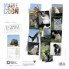 CALENDRIER chat 2025 MAINE COON MARTIN SELLIER