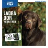 CALENDRIER chien 2025 LABRADOR MARTIN SELLIER