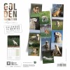 CALENDRIER chien 2025 GOLDEN RETRIEVER MARTIN SELLIER