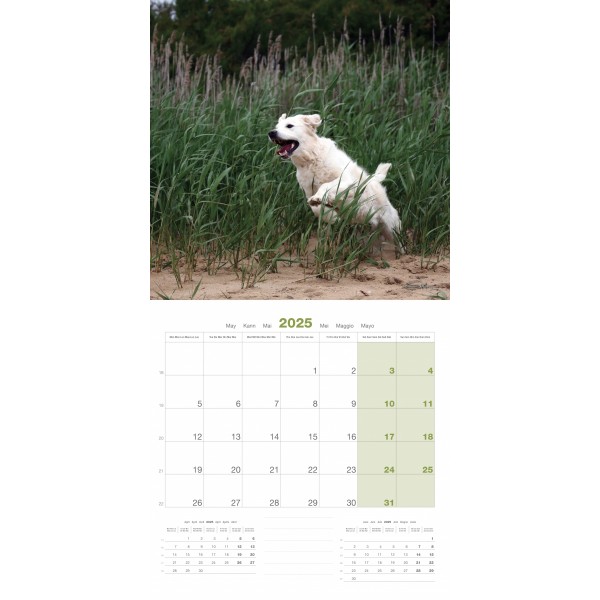 CALENDRIER chien 2025 GOLDEN RETRIEVER MARTIN SELLIER