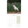 copy of Calendrier chien 2023-2024 Bouledogue français MARTIN SELLIER