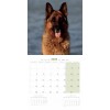 CALENDRIER chien 2025 BERGER ALLEMAND MARTIN SELLIER