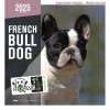 CALENDRIER chien 2025 BOULEDOGUE FRANCAIS MARTIN SELLIER