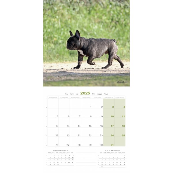 copy of Calendrier chien 2023-2024 Bouledogue français MARTIN SELLIER