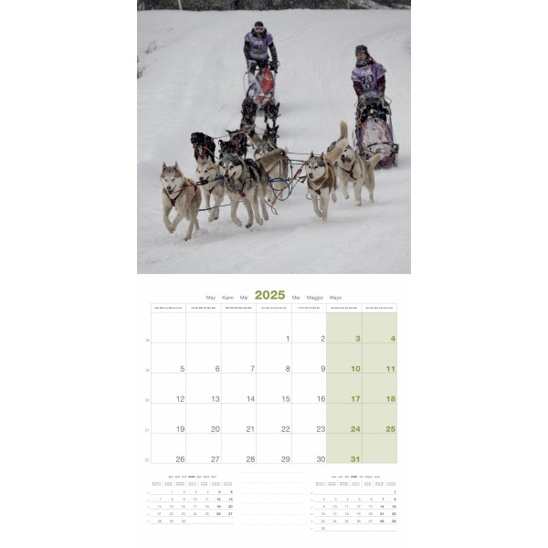 CALENDRIER chien 2025 LEKKAROD CHIENS DE TRAINEAUX MARTIN SELLIER