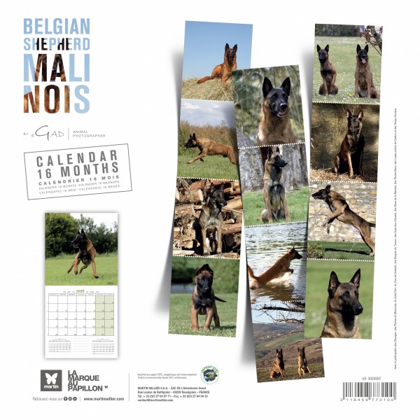 CALENDRIER chien 2025 BERGER BELGE MALINOIS SELLIER