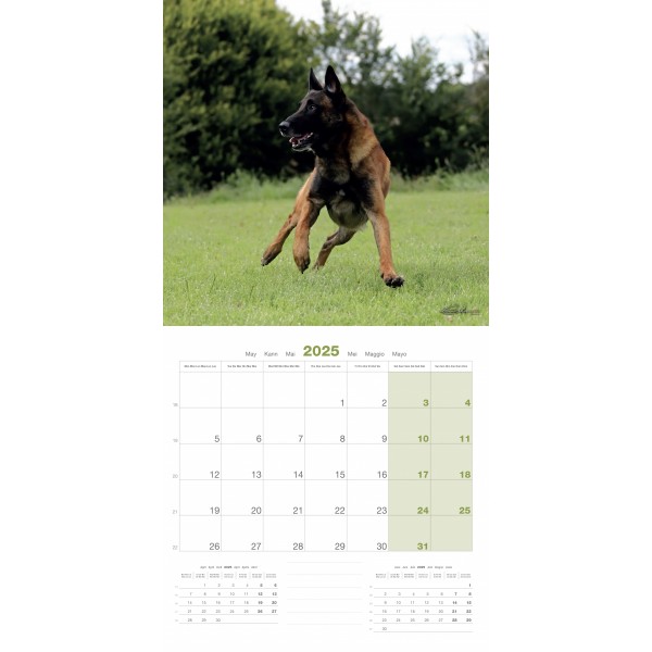 copy of Calendrier chien 2023-2024 Bouledogue français MARTIN SELLIER