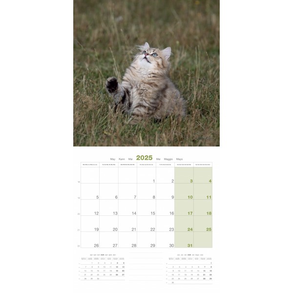 CALENDRIER chat 2025 CHATONS MARTIN SELLIER