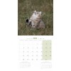 copy of Calendrier chien 2023-2024 Bouledogue français MARTIN SELLIER