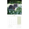 CALENDRIER chat 2025 CHATS MARTIN SELLIER