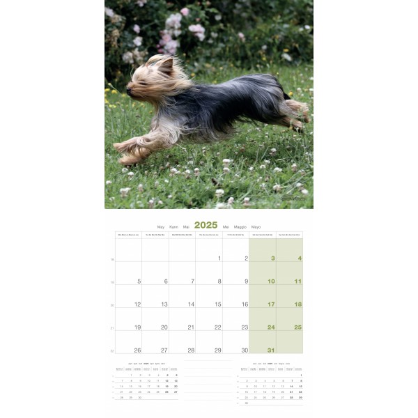 CALENDRIER chien 2025 YORSHIRE MARTIN SELLIER