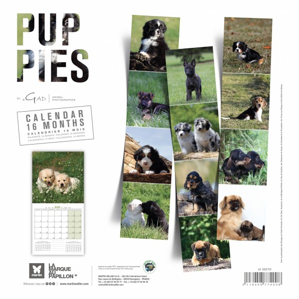 CALENDRIER chien 2025 CHIOTS MARTIN SELLIER