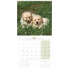 CALENDRIER chien 2025 CHIOTS MARTIN SELLIER