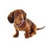 COLLIER pour chien TRICOLORE en nylon MARTIN SELLIER