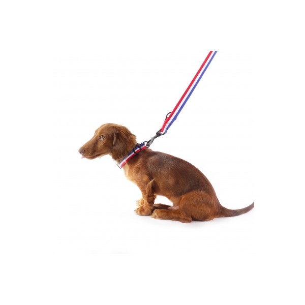 COLLIER pour chien TRICOLORE en nylon MARTIN SELLIER