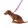 COLLIER pour chien TRICOLORE en nylon MARTIN SELLIER