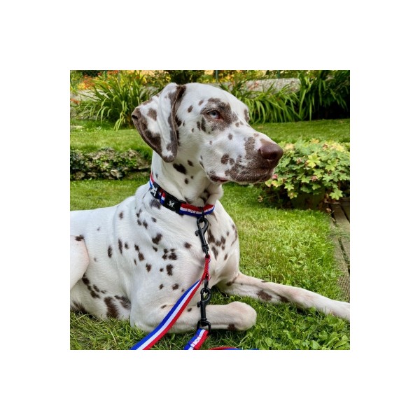 LAISSE pour chien TRICOLORE multipositions en nylon MARTIN SELLIER