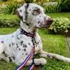 LAISSE pour chien TRICOLORE multipositions en nylon MARTIN SELLIER