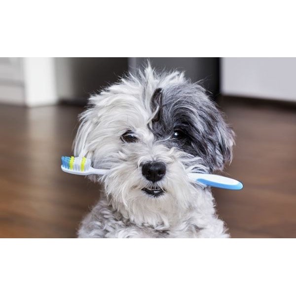 copy of Dentifrice Menthe pour chien Flamingo