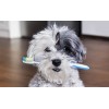 copy of Dentifrice Menthe pour chien Flamingo