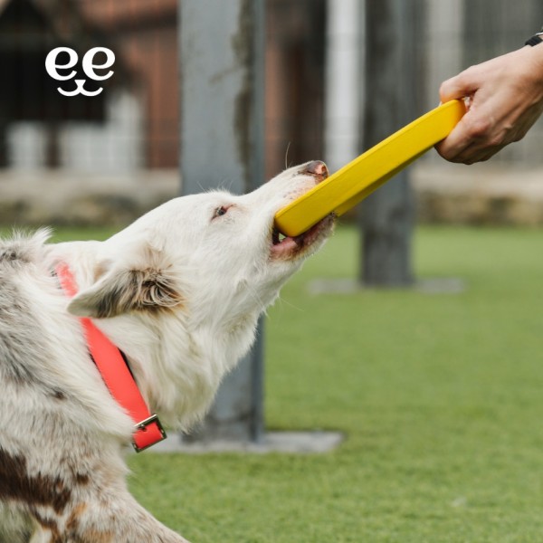 Frisbee résistant et flottant pour chien et chiot FREEDOG