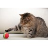 LOT de 4 balles multicolores pour chat BEEZTEES