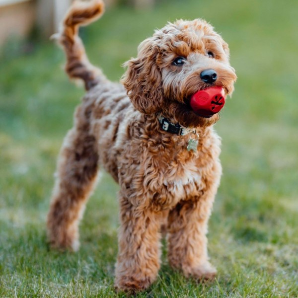 Jouet pour chien Balle résistante distributeur de friandises FROGG