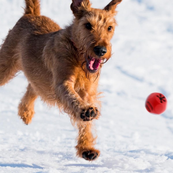 Jouet pour chien Balle résistante distributeur de friandises FROGG