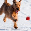 Jouet pour chien Balle résistante FROGG