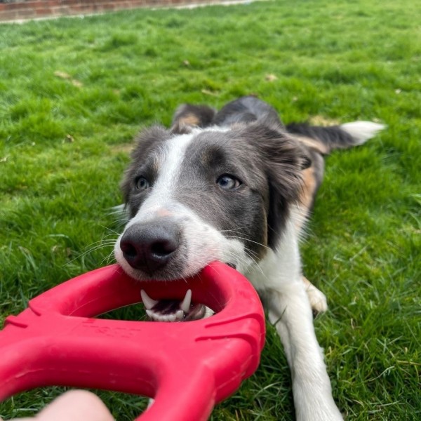 copy of Jouet pour chien Balle résistante FROGG