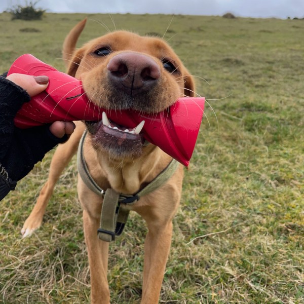 copy of Jouet pour chien Balle résistante FROGG