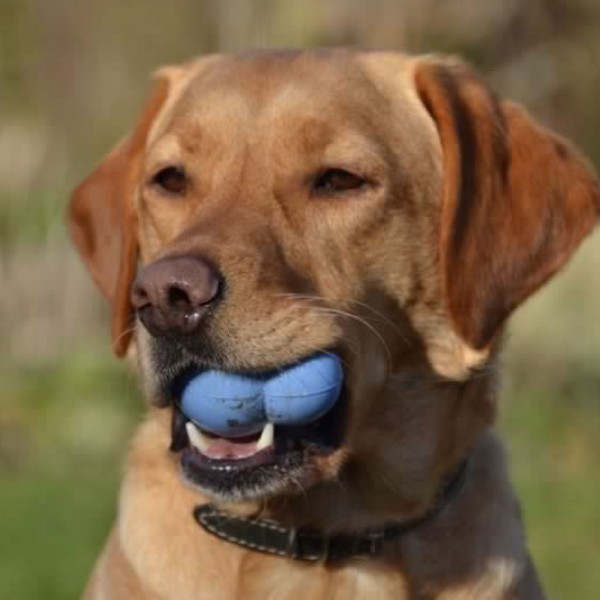 copy of Jouet pour chien Balle résistante FROGG