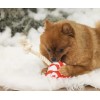 JOUET pour chien Peluche LOLLYPOP DE NOËL avec corde BEEZTEES