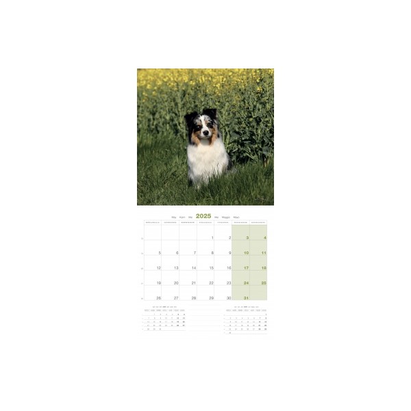 CALENDRIER chien 2025 BERGER AUSTRALIEN MARTIN SELLIER