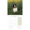 CALENDRIER chien 2025 BERGER AUSTRALIEN MARTIN SELLIER