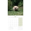 CALENDRIER chien 2025 SPITZ MARTIN SELLIER