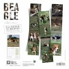 CALENDRIER chien 2025 BEAGLE MARTIN SELLIER