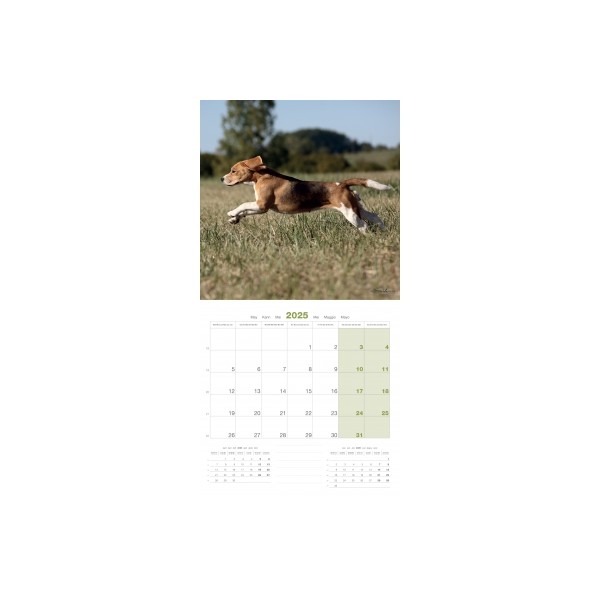 CALENDRIER chien 2025 BEAGLE MARTIN SELLIER