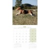 CALENDRIER chien 2025 BEAGLE MARTIN SELLIER