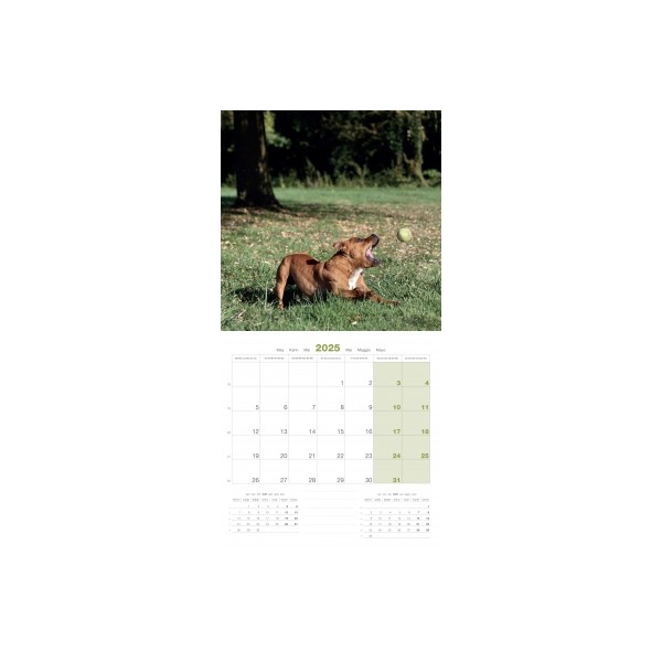 CALENDRIER chien 2025 STAFFORD SHIRE BULL TERRIER MARTIN SELLIER