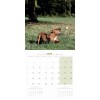 CALENDRIER chien 2025 STAFFORD SHIRE BULL TERRIER MARTIN SELLIER