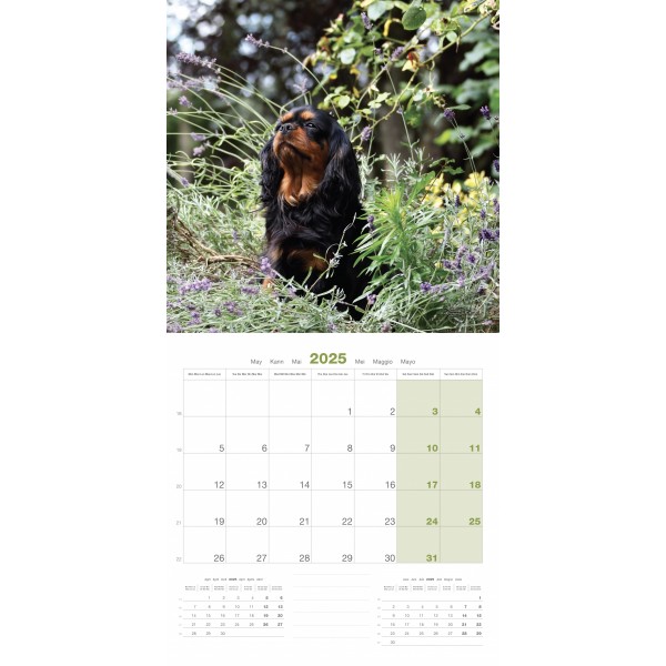 CALENDRIER chien 2025 CAVALIER KING CHARLES MARTIN SELLIER