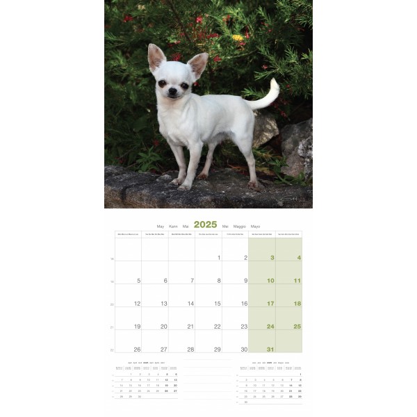 CALENDRIER chien 2025 CHIHUAHUA MARTIN SELLIER