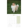 CALENDRIER chien 2025 SHETLAND MARTIN SELLIER